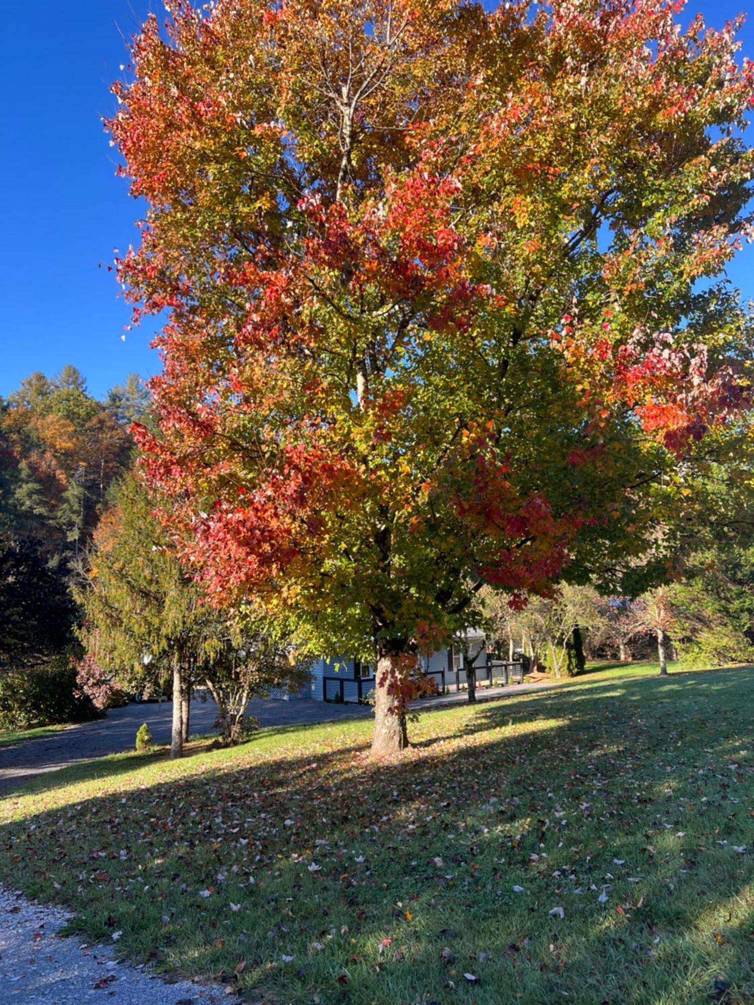 Firefly Fields 2-Acres With Guest House, Game Room, Mountain & River Views Sevierville Εξωτερικό φωτογραφία